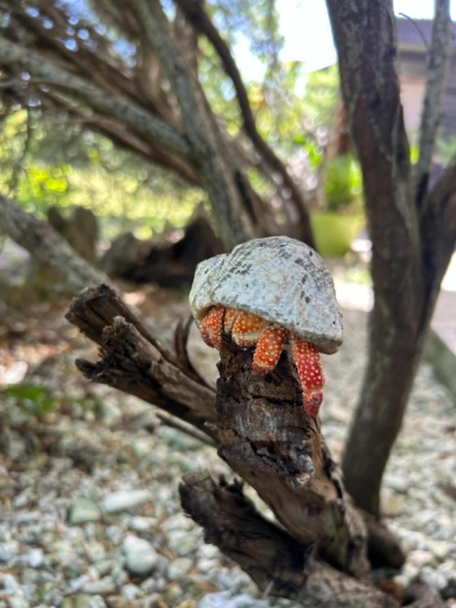 Chez Tamatuamai Ξενοδοχείο Avatoru Εξωτερικό φωτογραφία